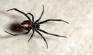 Black spider with red abdomen on web