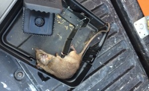 Mouse captured in a plastic snap trap