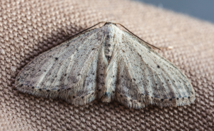 Small gray moth resting on brown fabric