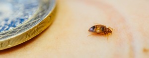 Bed bug beside coin on skin