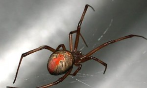 Black widow spider with red hourglass marking