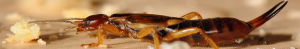 Close-up of earwig eating a small breadcrumb