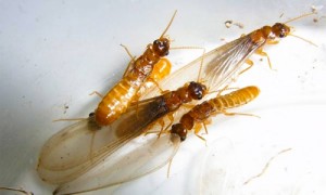 Cluster of winged termites on white surface