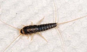 Silverfish on white paper background