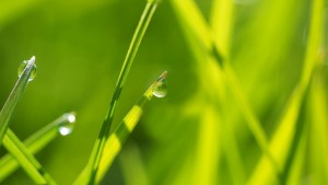 Dew drops on green grass blades