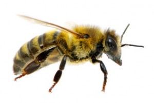 Honey bee close-up on white background