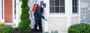 Worker applying treatment around bay window and shrubs