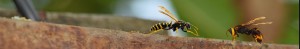 Two yellow-and-black wasps on rusted surface