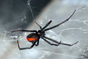 Black widow spider with red hourglass