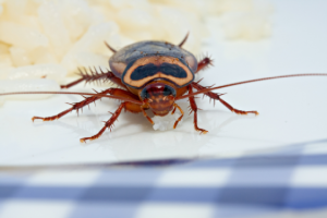 Close-up of a cockroach eating food
