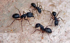 Close-up of black ants on concrete surface