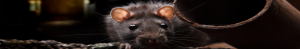 Close-up of rat peeking from rusty pipe