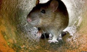 Brown rat peeking out of a pipe
