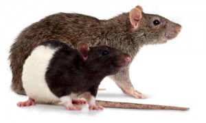Two rats: brown and black-and-white