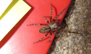 Brown spider on red plastic and carpet