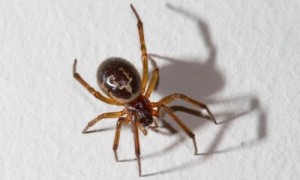 Small brown spider on white background