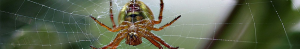 Close-up of spider on intricate web