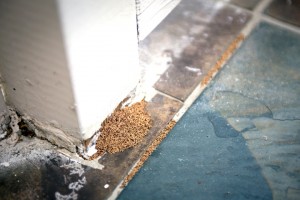 termite-exterminator