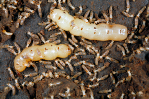 Termite colony with white larvae and workers