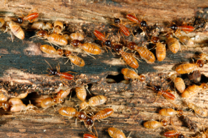 Termites crawling on rotting wood