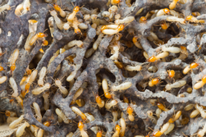 Close-up of termites in infested wood