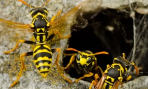 Close-up of three wasps at nest entrance