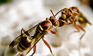 Two paper wasps touching heads
