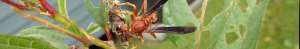 Wasp on plant near a small nest