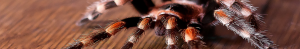 Close-up of tarantula legs on wooden surface