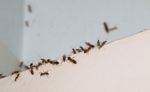 Line of small ants along a wall corner