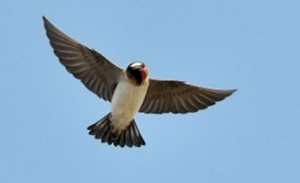 Barn swallow in flight against blue sky