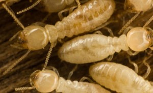 close-up pale worker insects clustered