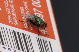 metallic green fly perched on barcode