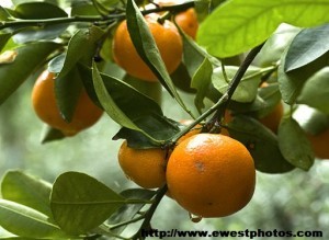 Ripe oranges hanging on leafy tree branch