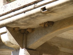 Swallow mud nests under concrete bridge eaves