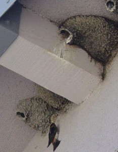 Swallow near mud nests under building eaves