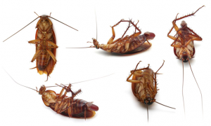 Five dead cockroaches on white background