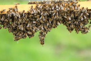 OC Bees and wasps