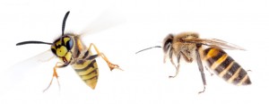 Wasp and honey bee side by side