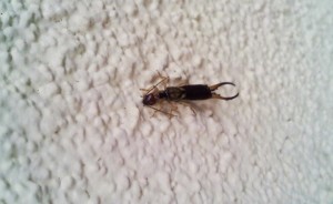Earwig on textured white wall
