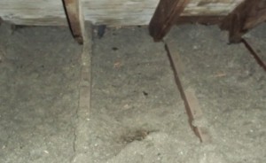 attic with blown-in insulation and wood joists