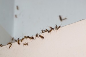 Small brown ants crawling along white ledge