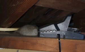Mouse hiding among attic cables and clamp