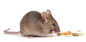 Small brown mouse nibbling on scattered food