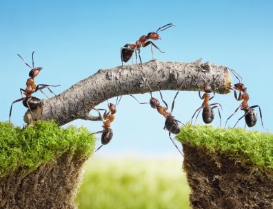 orange-county-ants
