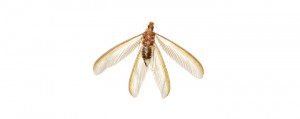 Winged termite on white background