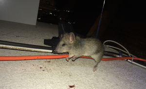 Mouse perched on orange cable in attic