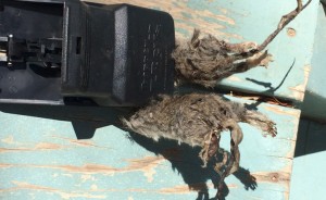 Two dead mice caught in a mousetrap