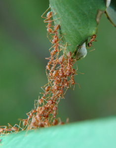 row of red ants forming a bridge
