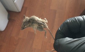 Gloved hand holding a dead mouse